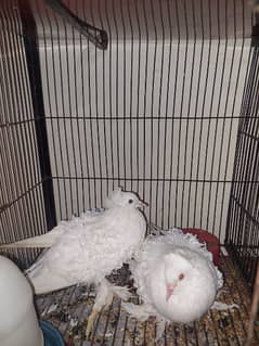 white frill pigeons breeder pair hy