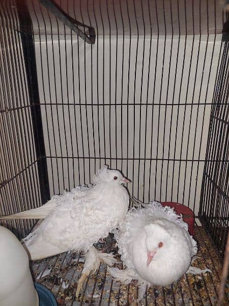 white frill pigeons breeder pair hy 0