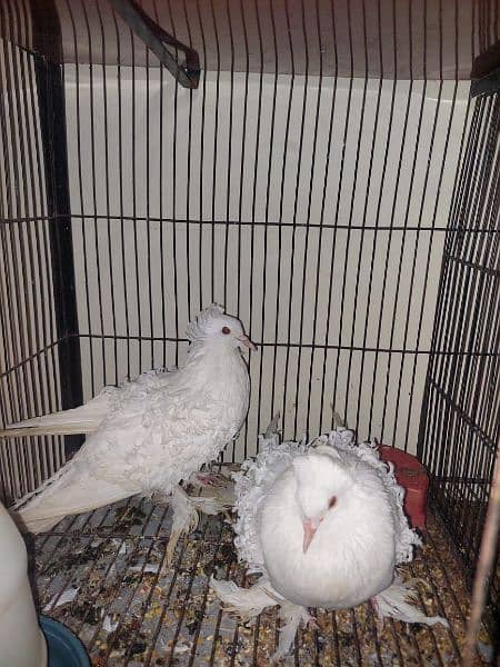 white frill pigeons breeder pair hy 1