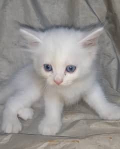 Persian Cat Male