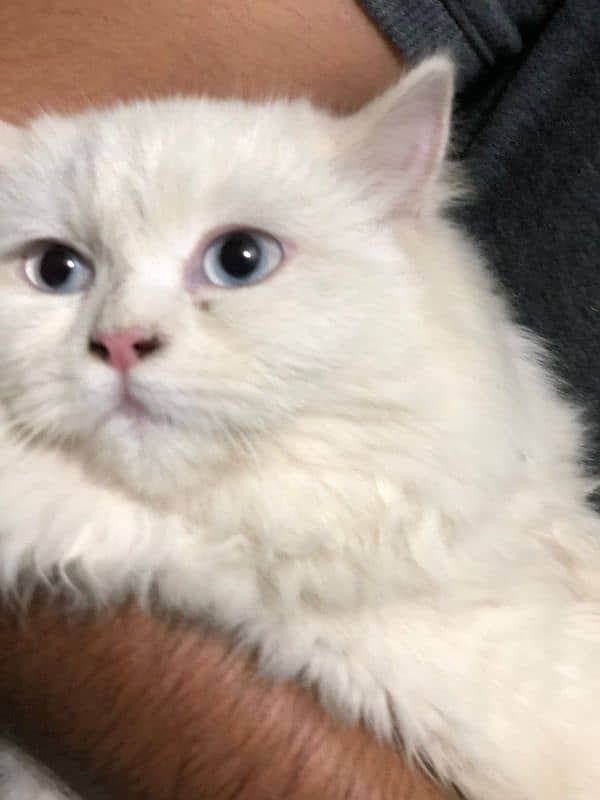 blue eyes adult persion cat 3