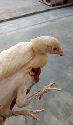 Ma sha Allah Tabarka Allah very beautiful heera breed hen