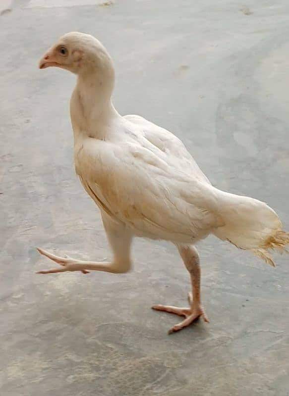 Ma sha Allah Tabarka Allah very beautiful heera breed hen only 1