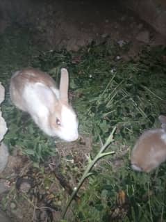 Breeder Rabbit 0,3,1,9,70,68,2,3,4.