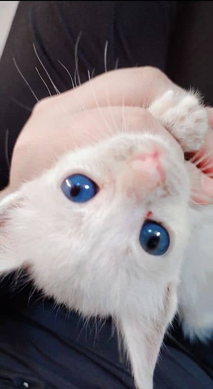 female white Persian cat with blue eyes 1