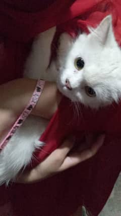 Persian white cute cat