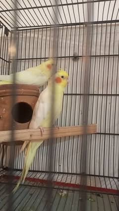 Eno cocktail breeder Common white pair for sale