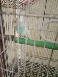 2 budgie for sale