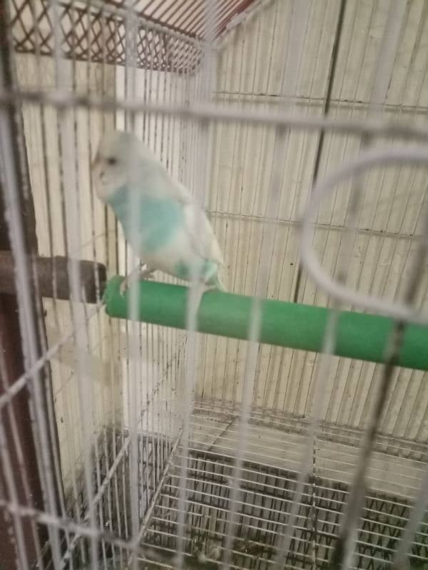 2 budgie for sale 0