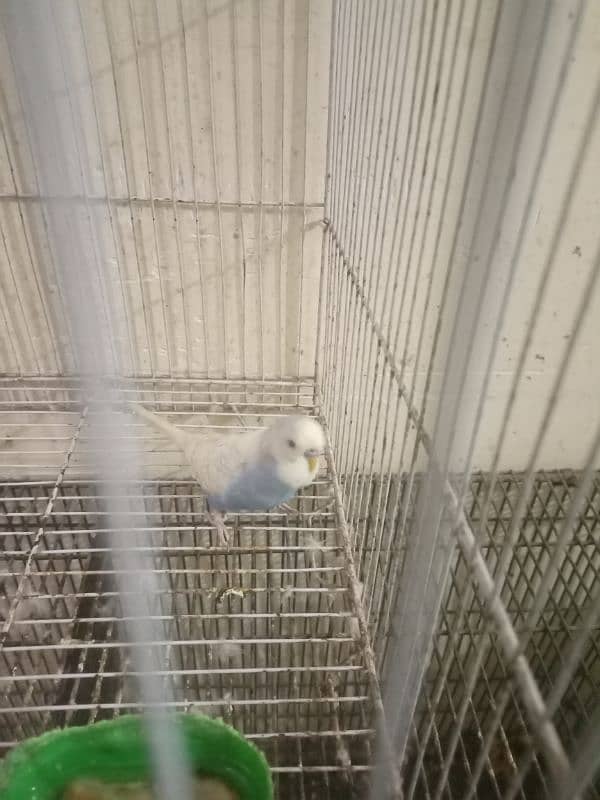 2 budgie for sale 1