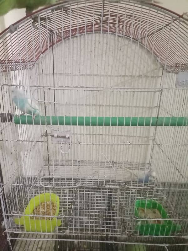 2 budgie for sale 2