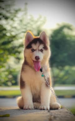 Wolly Coat Siberian Husky