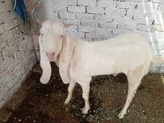 Bakra