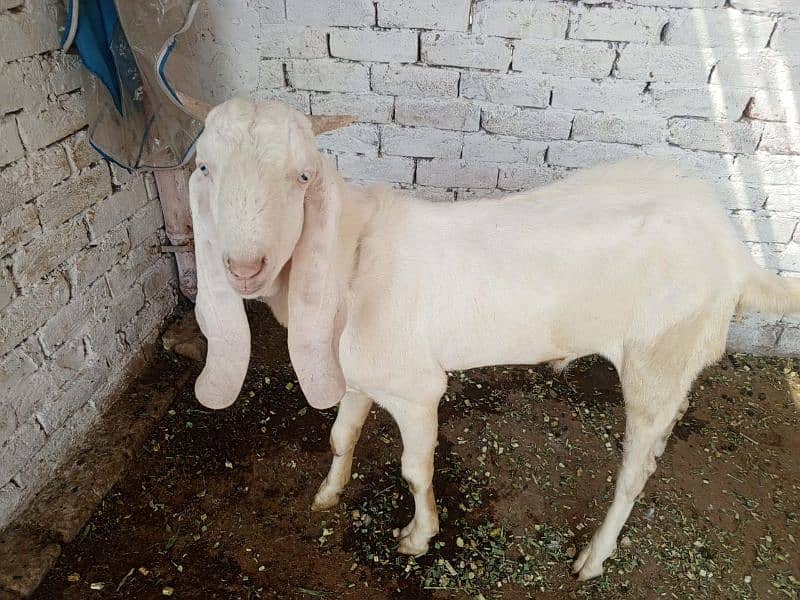 Bakra or Bakri or bachy (03010171061) 0