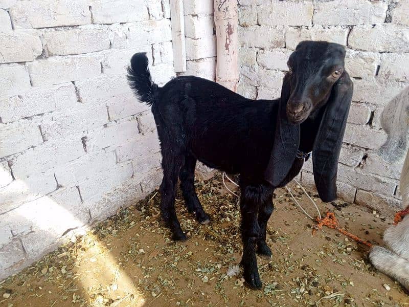 Bakra or Bakri or bachy (03010171061) 2