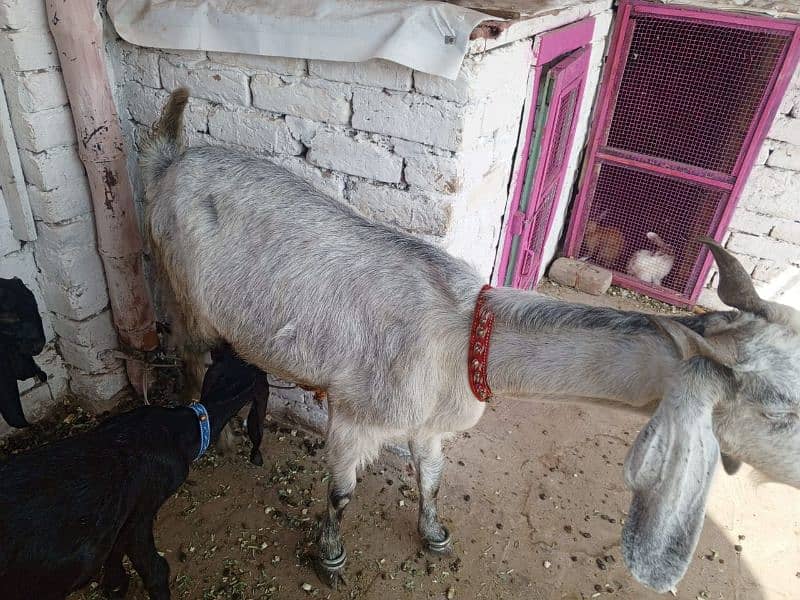 Bakra or Bakri or bachy (03010171061) 3