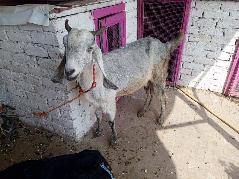 Bakra or Bakri or bachy (03010171061) 4