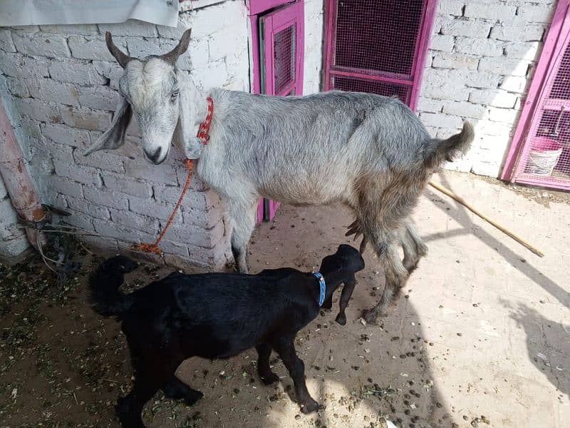 Bakra or Bakri or bachy (03010171061) 5