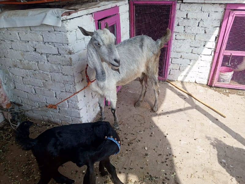 Bakra or Bakri or bachy (03010171061) 6