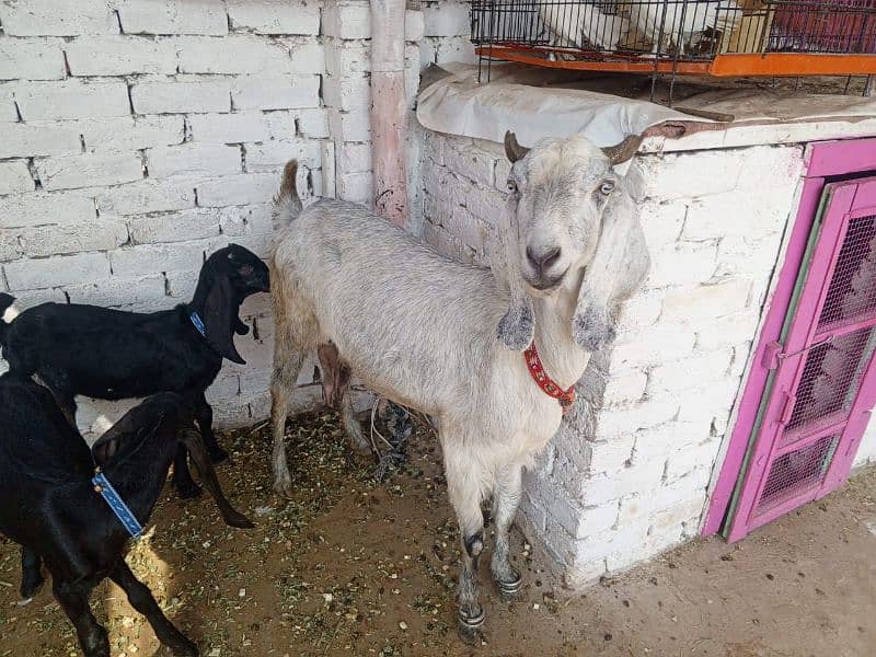 Bakra or Bakri or bachy (03010171061) 7