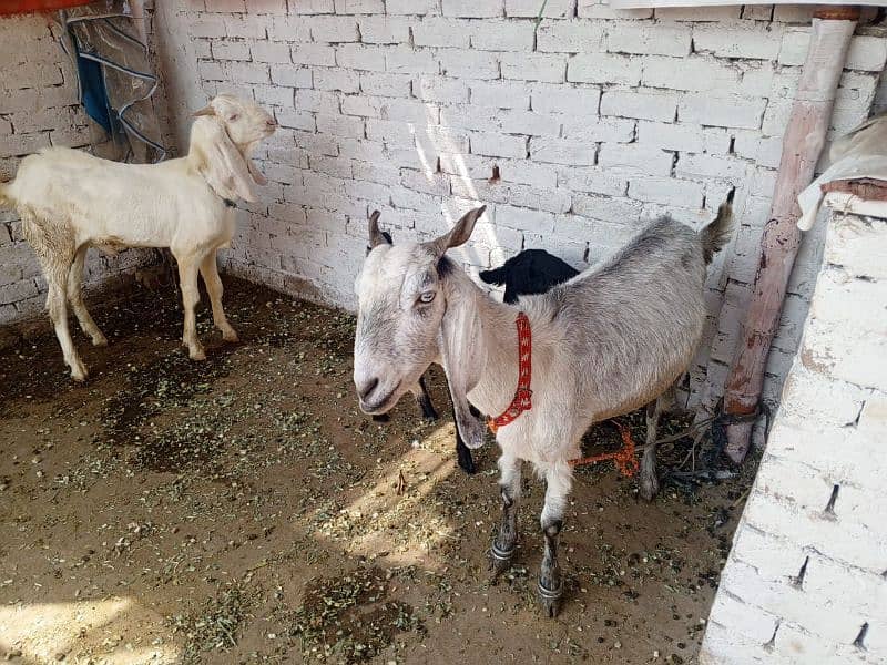 Bakra or Bakri or bachy (03010171061) 8