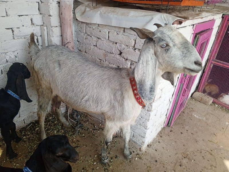 Bakra or Bakri or bachy (03010171061) 9