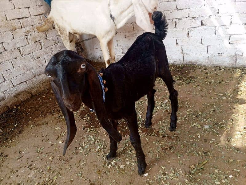 Bakra or Bakri or bachy (03010171061) 12