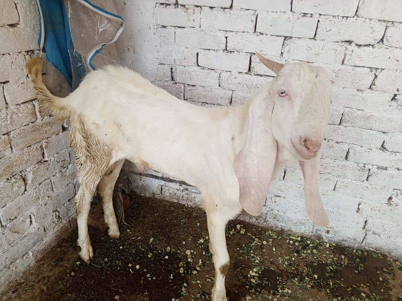 Bakra or Bakri or bachy (03010171061) 13