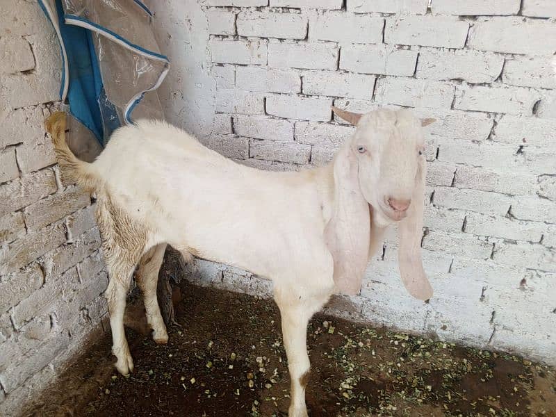 Bakra or Bakri or bachy (03010171061) 14