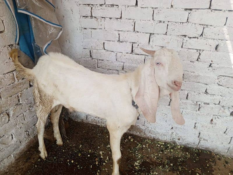 Bakra or Bakri or bachy (03010171061) 15