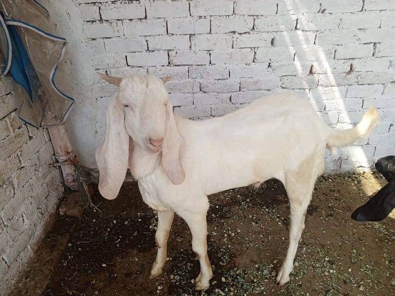 Bakra or Bakri or bachy (03010171061) 16