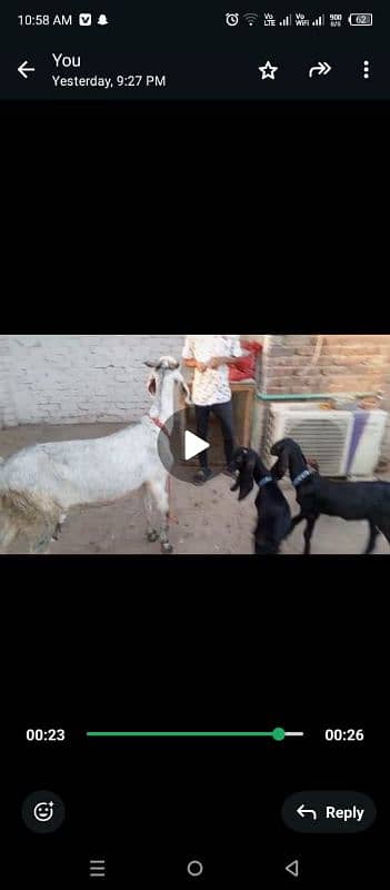 Bakra or Bakri or bachy (03010171061) 17