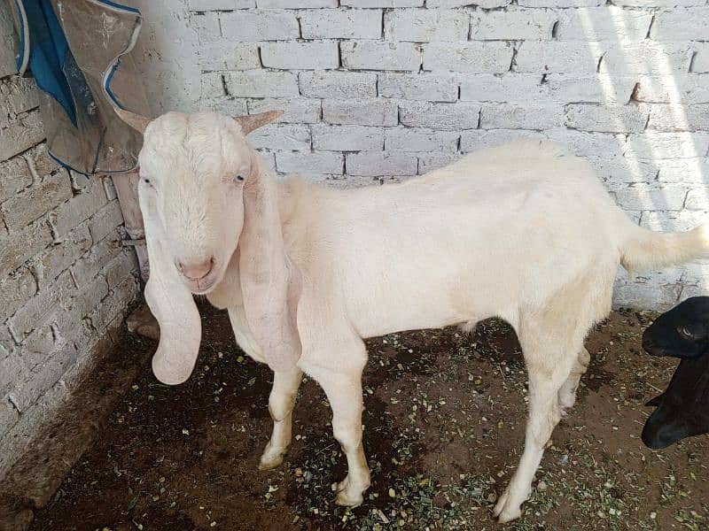 Bakra or Bakri or bachy (03010171061) 18