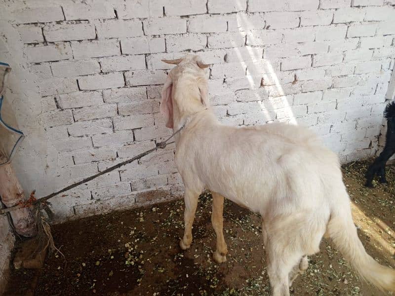 Bakra or Bakri or bachy (03010171061) 19