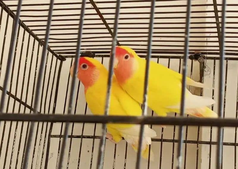 lutino breeder pair 1