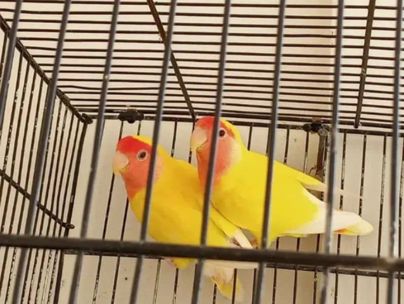 lutino breeder pair 2