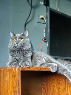 Russian blue 0