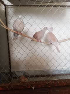 khumry for sale 1 pair breeder an 1 femail extra 03110455508