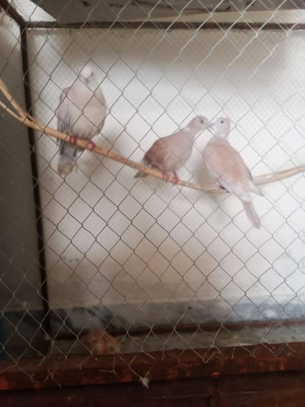 khumry for sale 1 pair breeder an 1 femail extra 03110455508 0