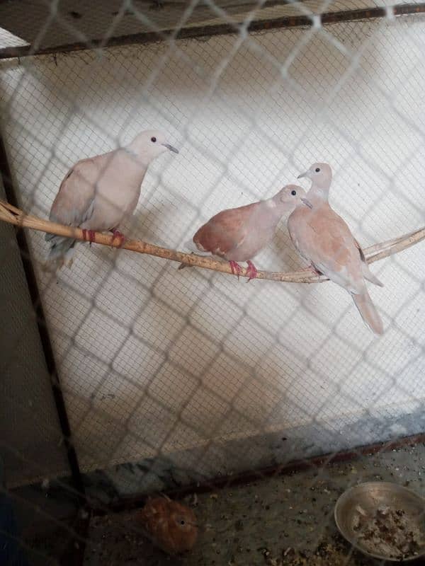 khumry for sale 1 pair breeder an 1 femail extra 03110455508 1