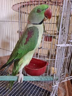 Hand tame talking parrot 03204590697