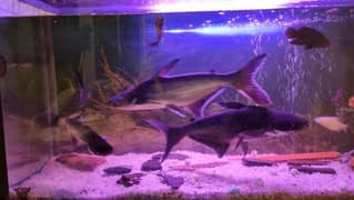 Shark fish with Aquarium