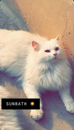 Persian Male Cat 0