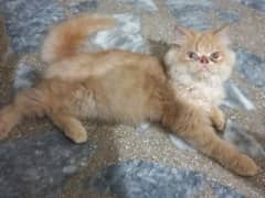 male Persian kitten for sale