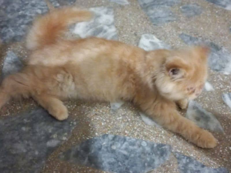 male Persian kitten for sale 1