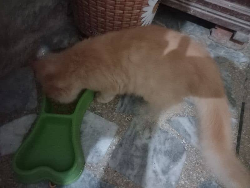 male Persian kitten for sale 2