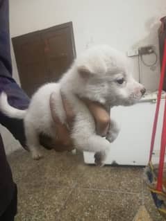 pisti dog avalible  for sale urgent