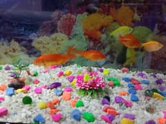 Fish & Fish aquarium urgent For Sale