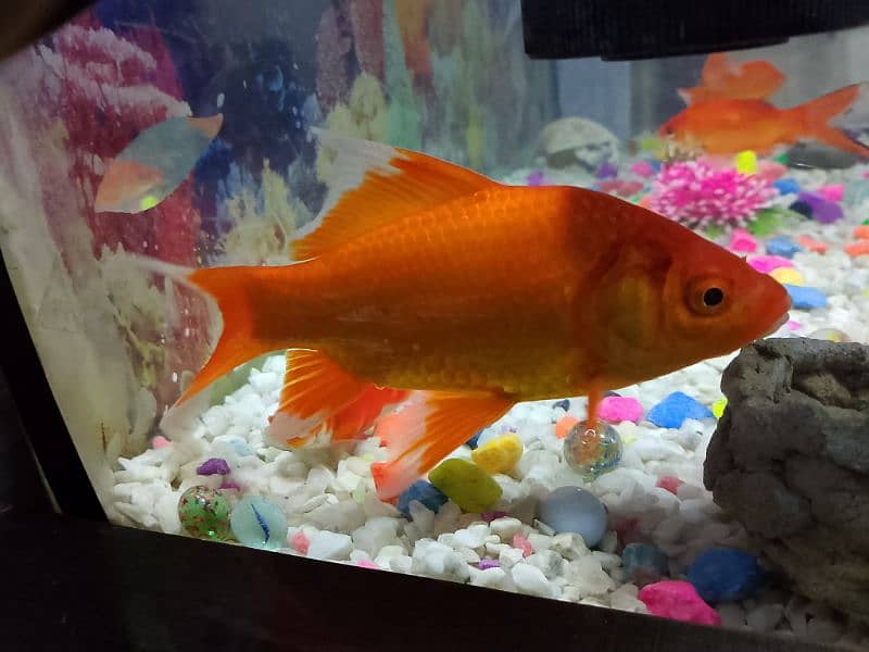 Fish & Fish aquarium urgent For Sale 1