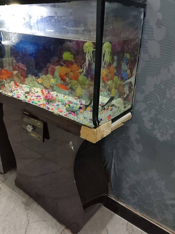 Fish & Fish aquarium urgent For Sale 3